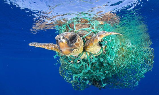 Tortuga marina envuelta en plástico.