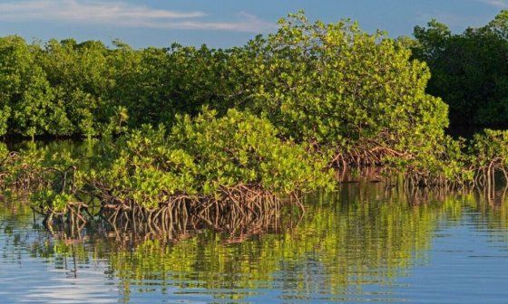 Ecosistema manglar