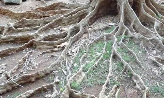 Raíces de árbol talado. Foto: Francis Sánchez