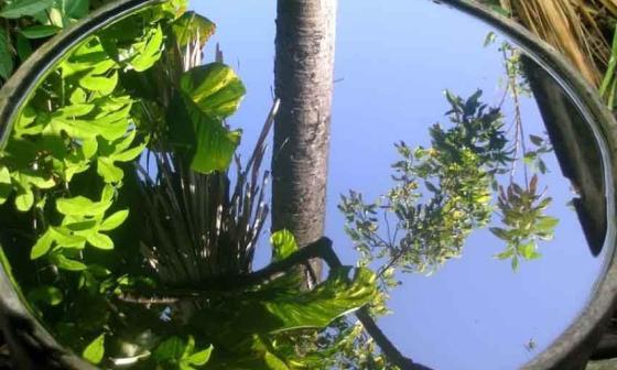 Follaje reflejado en agua. Foto: Rafael Almanza