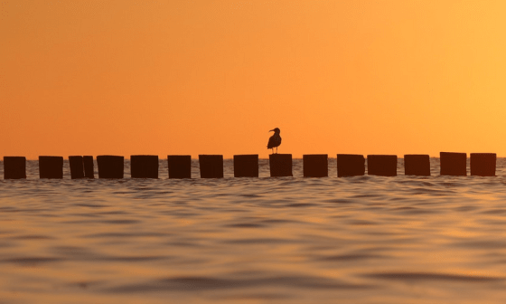 Gaviota posada sobre un muelle en el mar al atardecer.