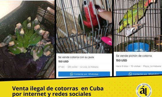 Tráfico de cotorras en Cuba por Internet y redes sociales.
