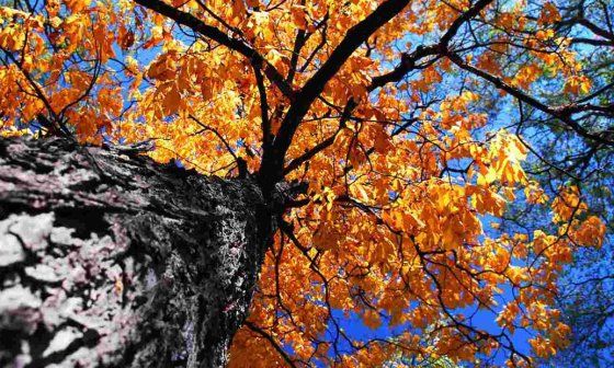 Un olmo en otoño. Foto: Dreamstime