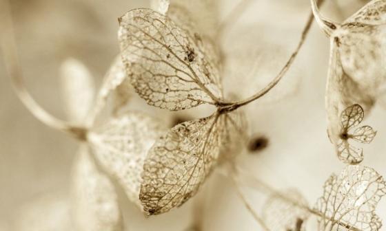 Flores blancas