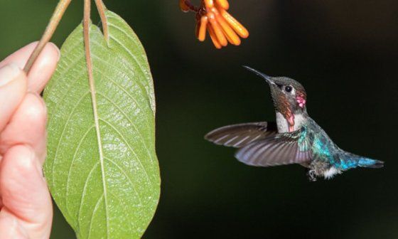 Zunzuncito cubano, colibrí cubano (Mellisuga helenae) libando una flor en la mano.