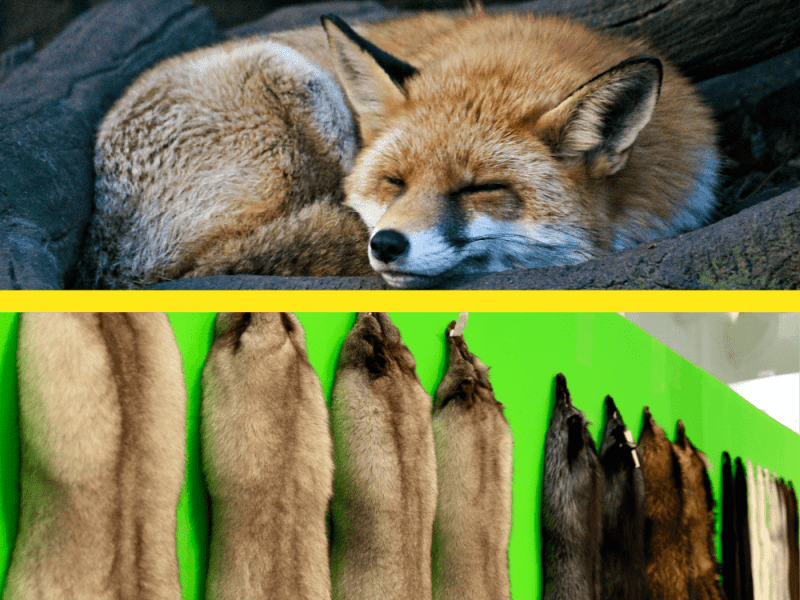Imagen de un zorro durmiendo relajado contrastada con la imagen del cuerpo de varios zorros asesinados para usar su piel.