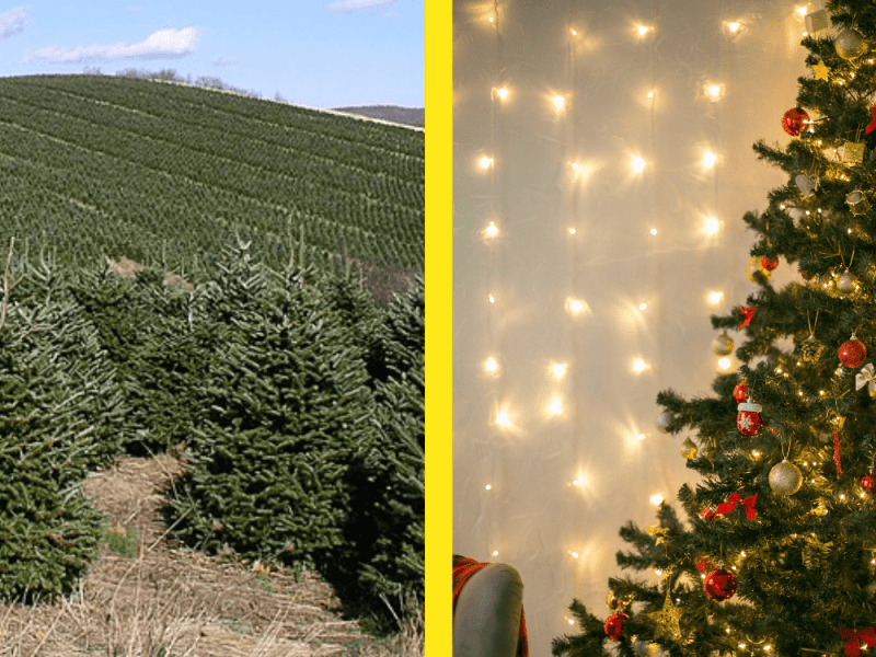 Imagen de un monocultivo de pinos contrastada con la imagen de un árbol de Navidad. 