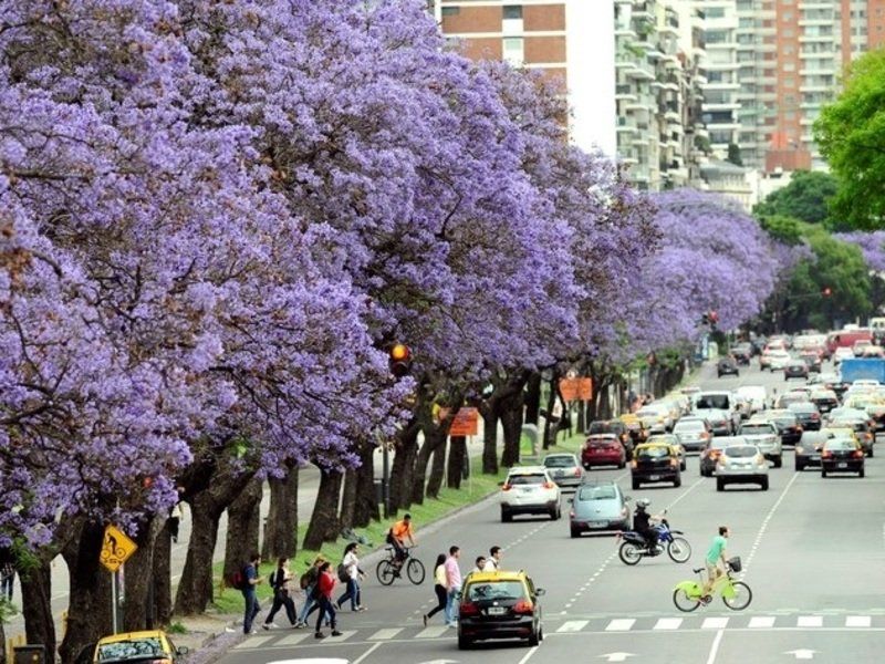 Árboles en flor a la orilla de la avenida en una ciudad.