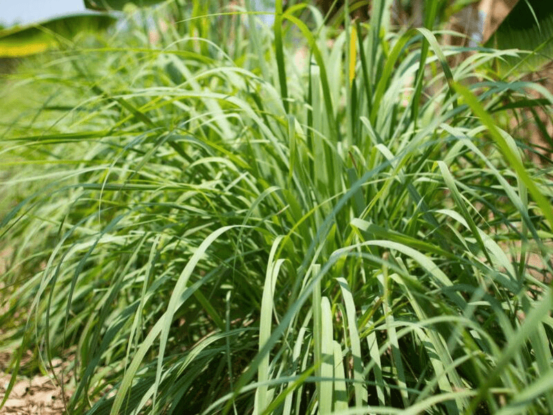 Planta de citronela.