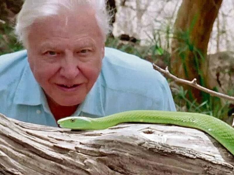 David Attenborough observando una serpiente.