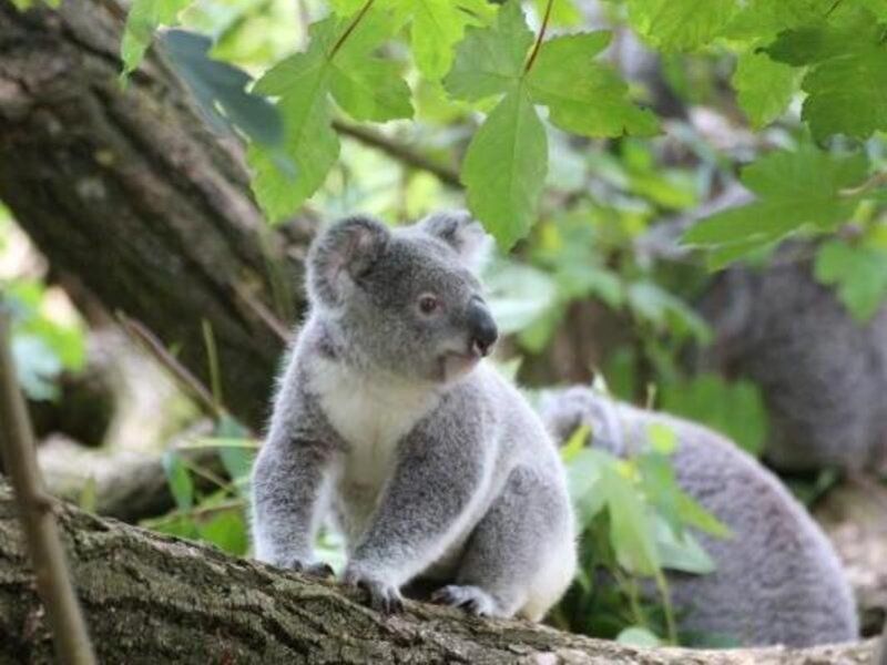 Koala en un árbol.