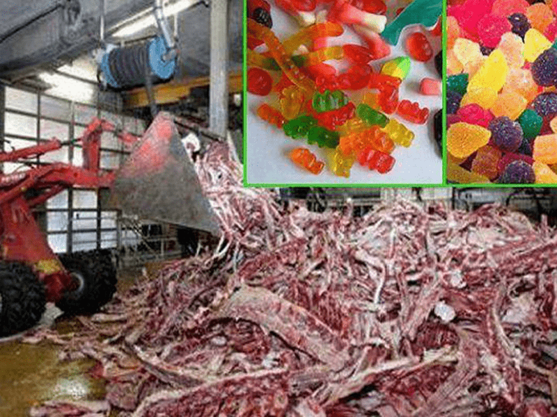 Imagen de gominolas contrastada con la fábrica donde se procesan estos dulces a partir de desechos animales. 
