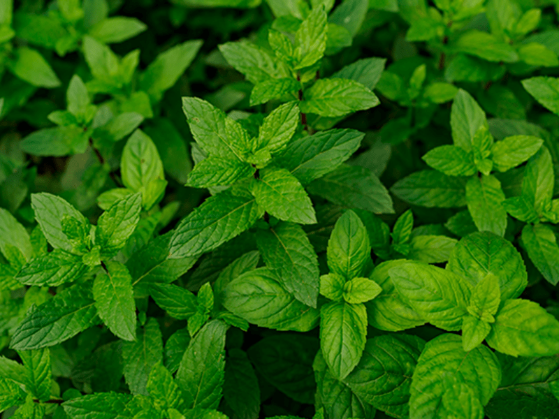 Planta de menta.