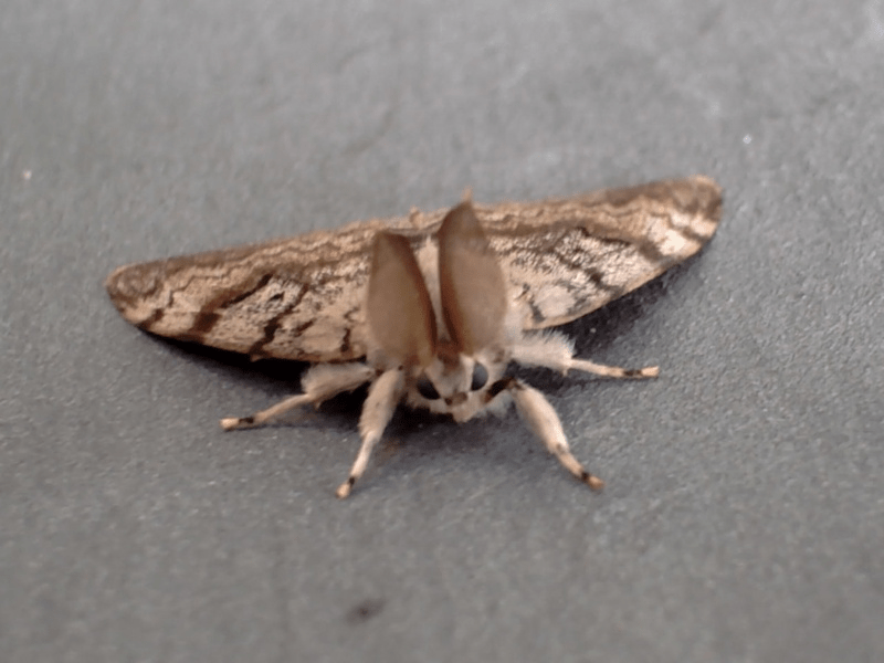 Murciélago mariposa.
