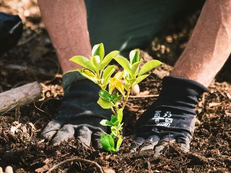 Manos plantando un árbol.