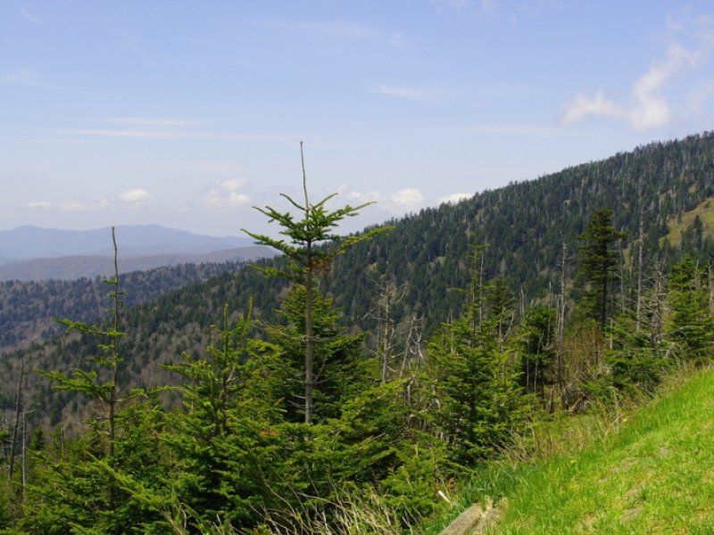 Proyecto de reforestación de árboles en los Apalaches.