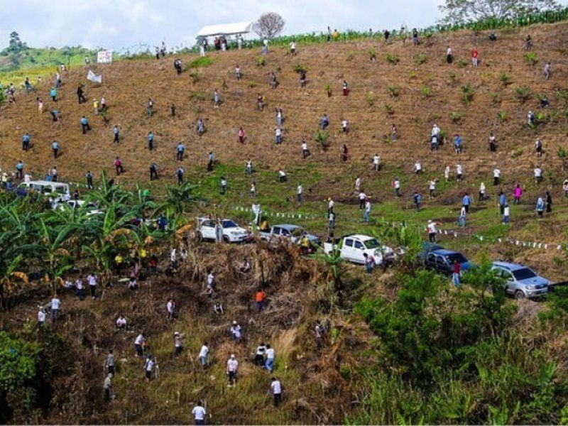 Proyecto de reforestación de árboles en Filipinas.