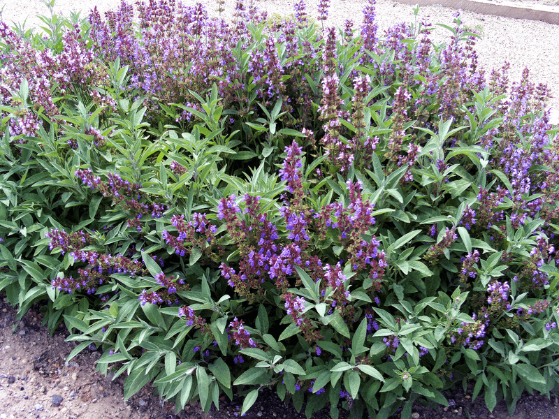 Planta de salvia.