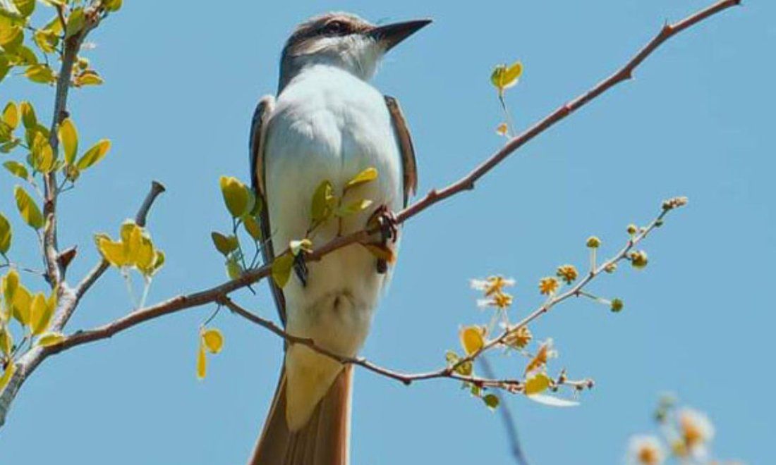 Pitirre abejero (Tyrannus dominicensis).