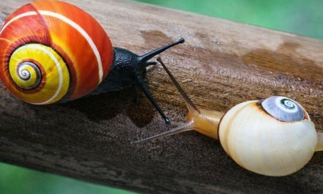 Interacción reproductiva entre polymitas de Cuba sobre una rama.