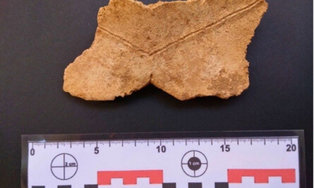 Fragmento de fósil de la "Chelonoidis cubensis".