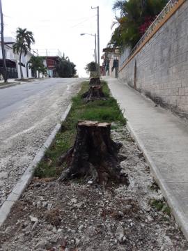 arboles talados