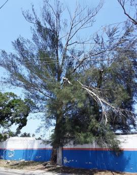 Cuba: arboles y tendido eléctrico