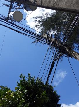 Cuba: arboles y tendido eléctrico